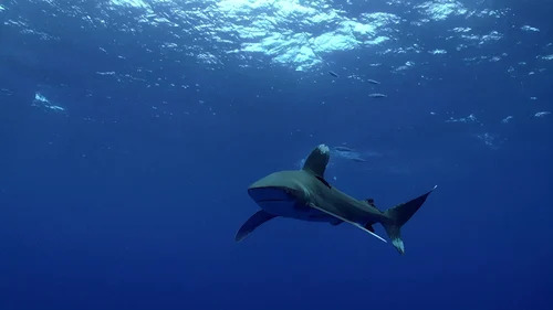 Ocean Image - White Tip SHark