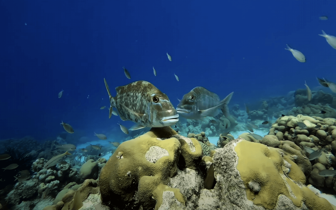 Our Global Ocean: The Planet’s Blue Heart – A Call to Protect and Preserve